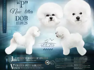 Bichon Frise allergivenlige hvalpe