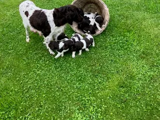 Kleine Münsterländer hvalpe 7 uger