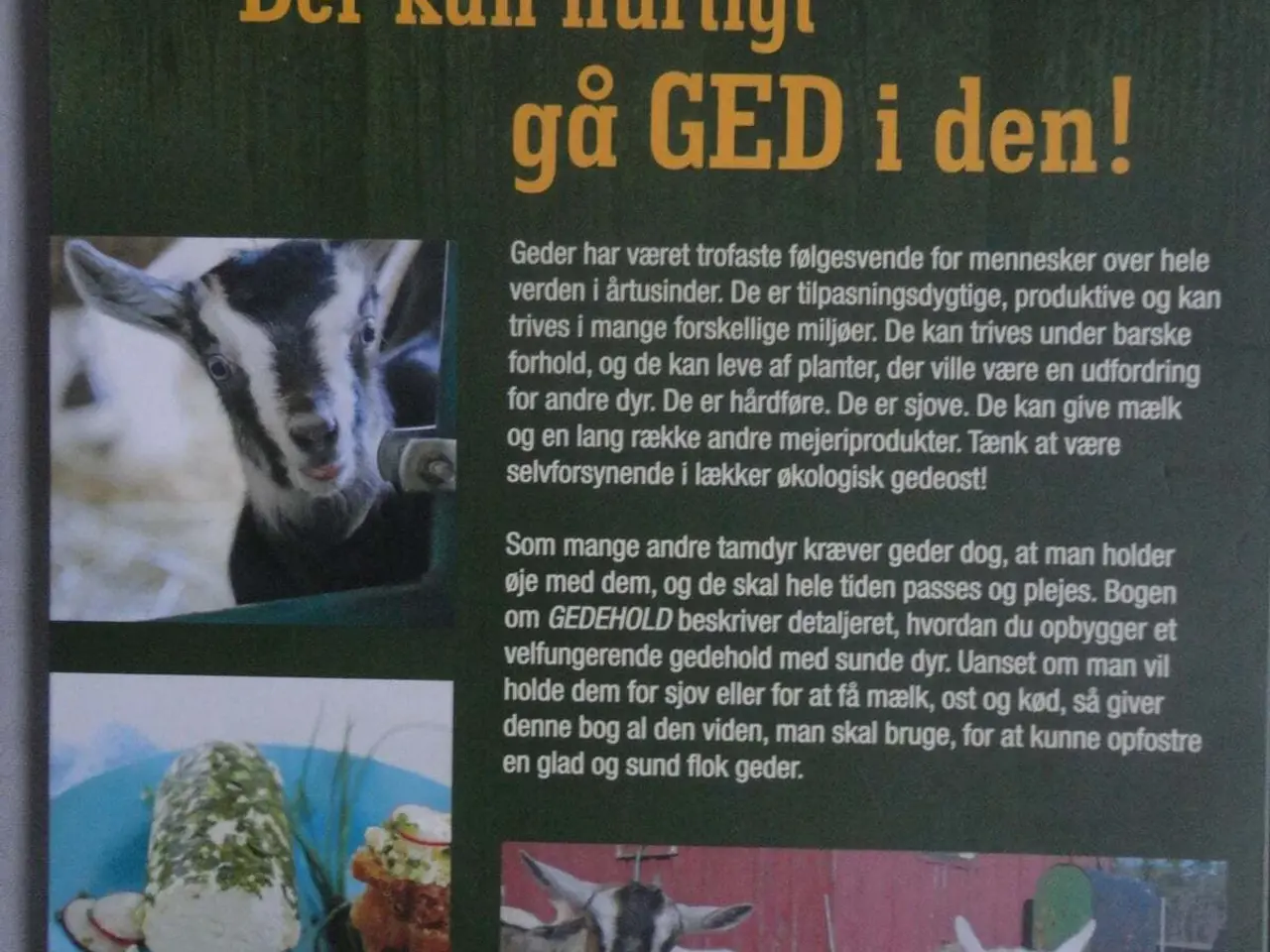 Billede 7 - Får  &  Geder  []