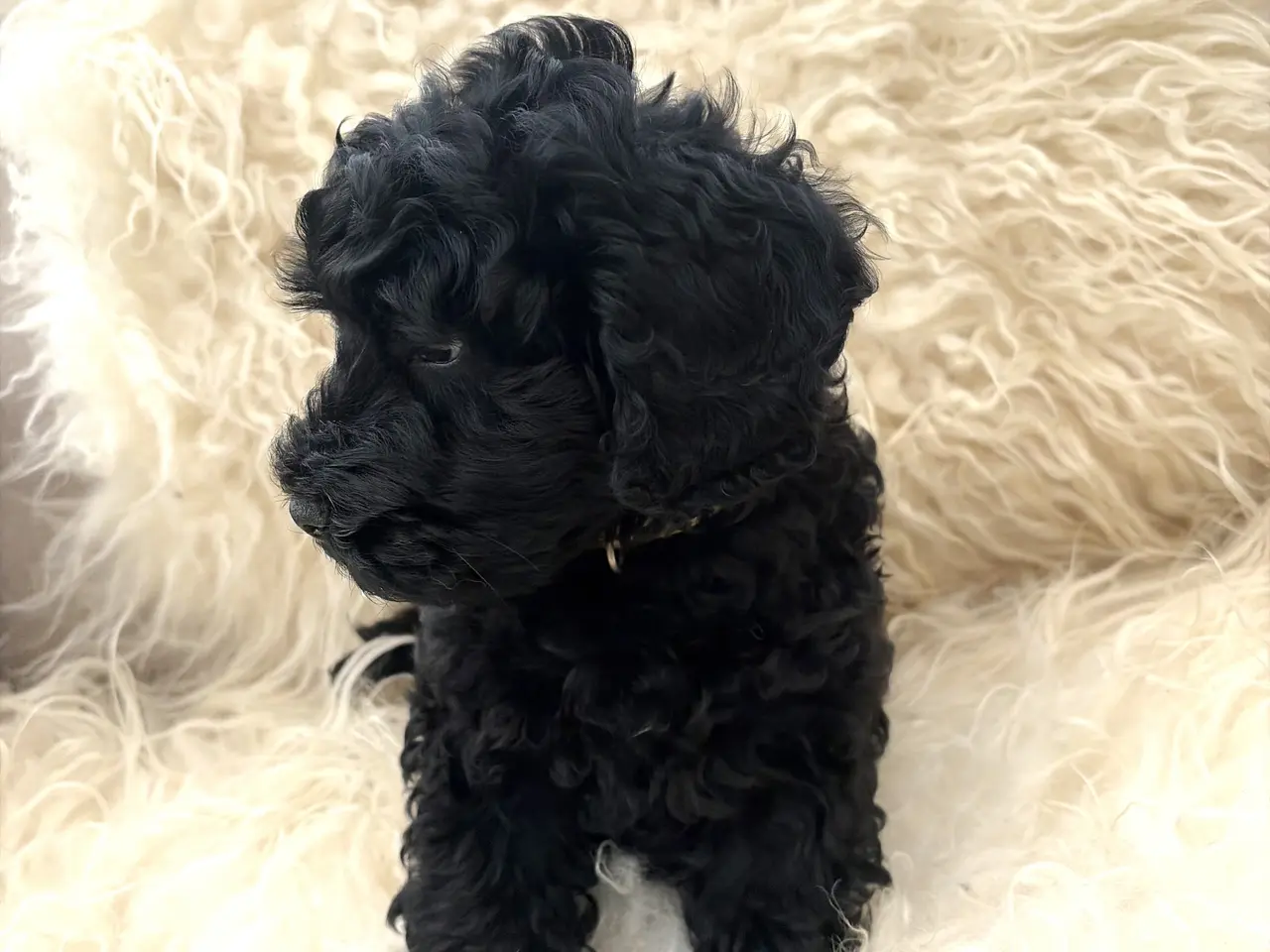 Billede 18 - De smukkeste små fine Cavapoo drenge