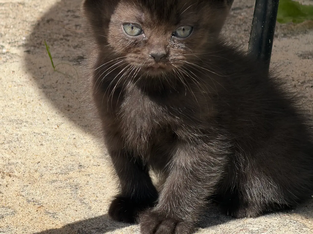 Billede 3 - Skønne British shorthair/scottish fold killinger