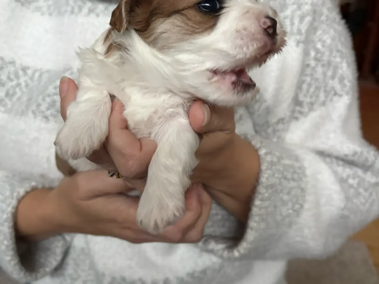 Billede 6 - Super dejlig Bichon Havanais hvalpe🐶