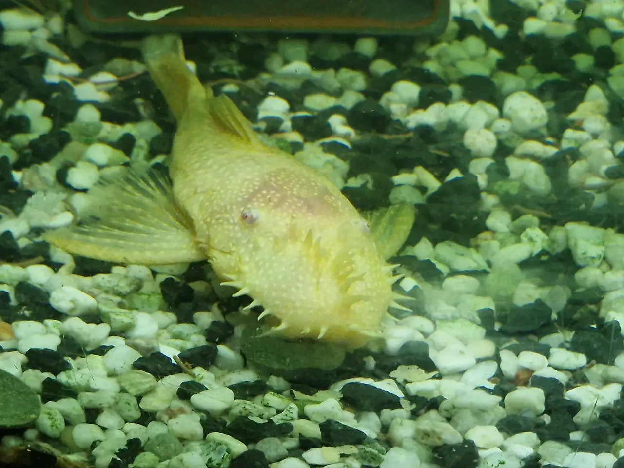 Billede 1 - Ancistrus L144 albino maller