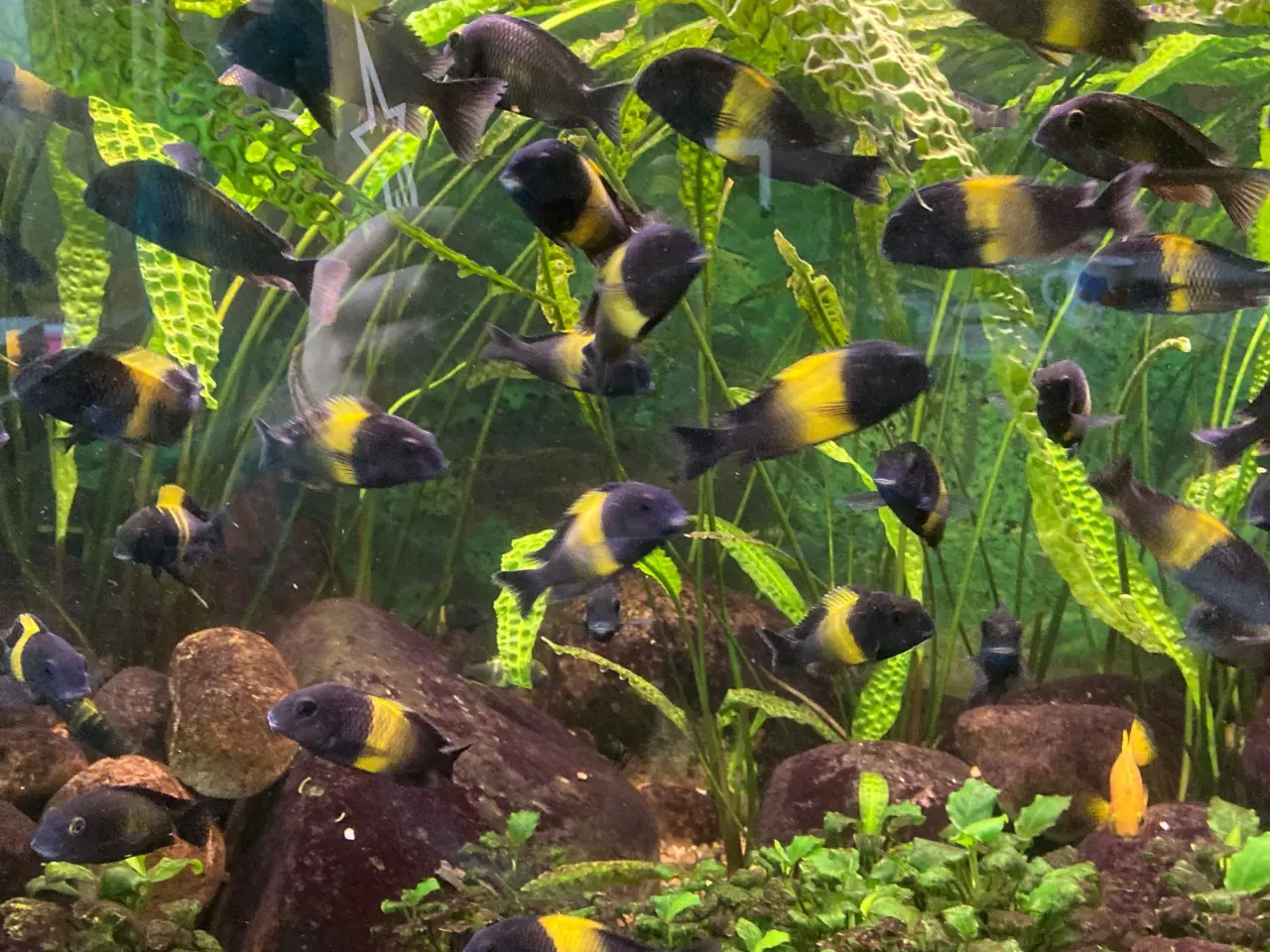 Billede 2 - tanganyika cichlider .tropheus   kiriza     