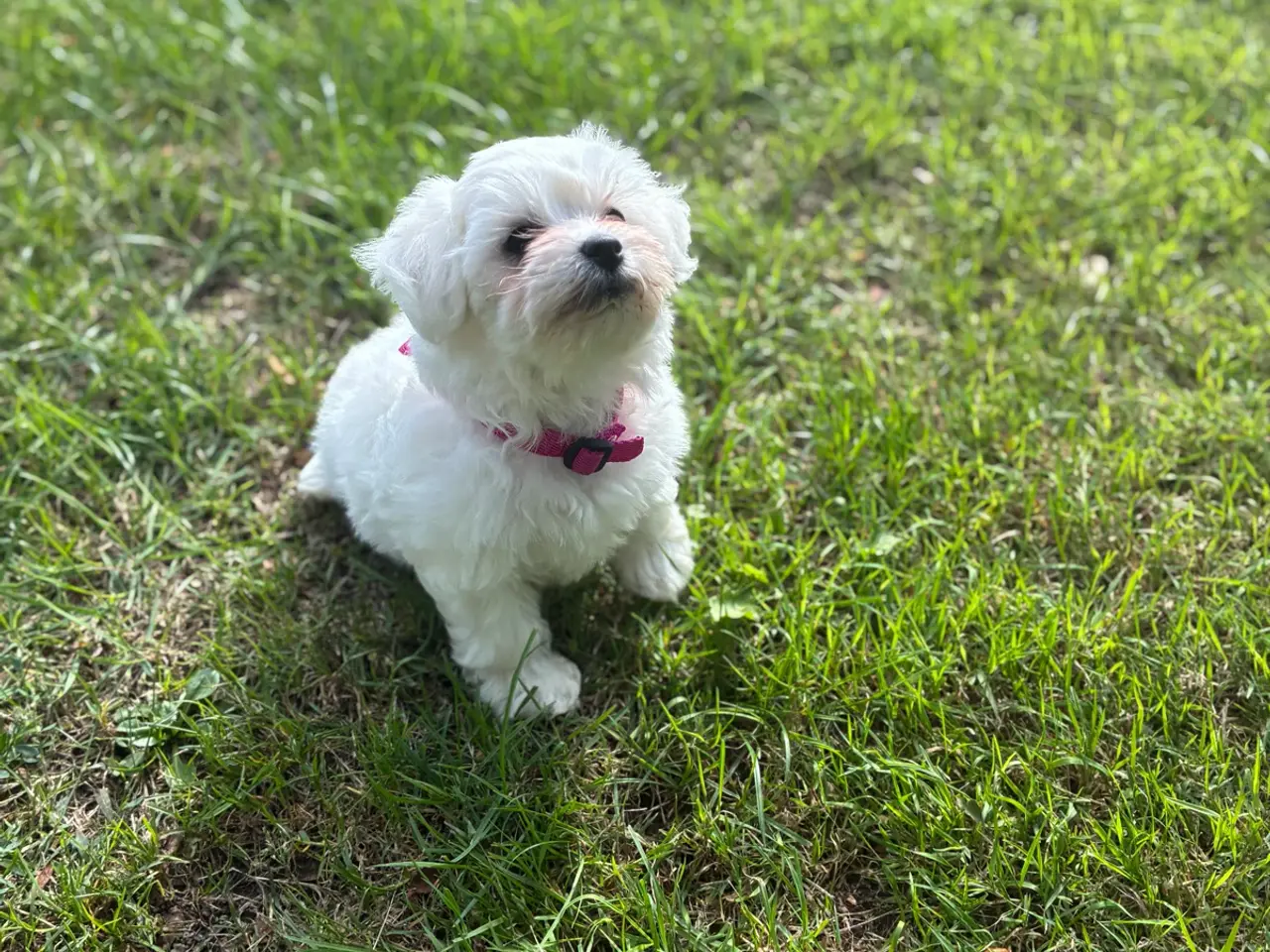Billede 9 - 🐶💕 2 SKØNNE BICHON FRISÉ PIGEHVALPE SØGER DERES