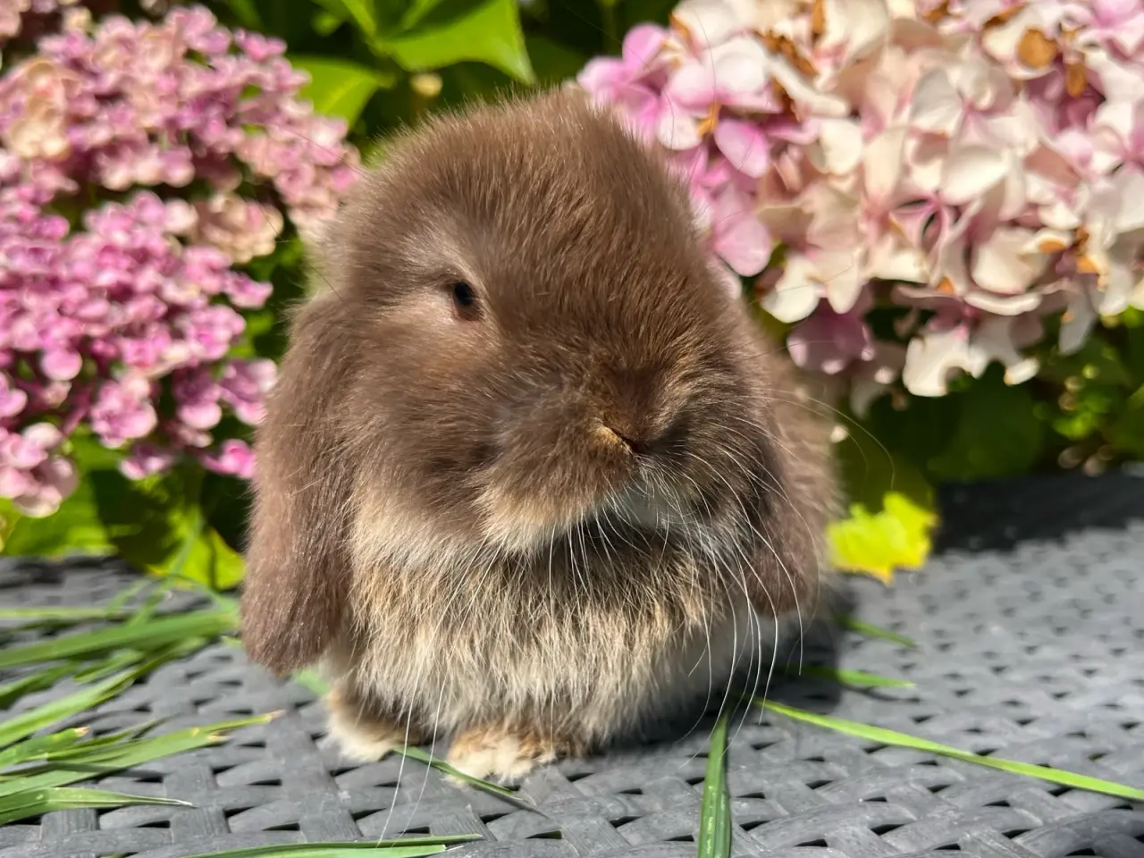 Billede 5 - Minilop unge 🐰