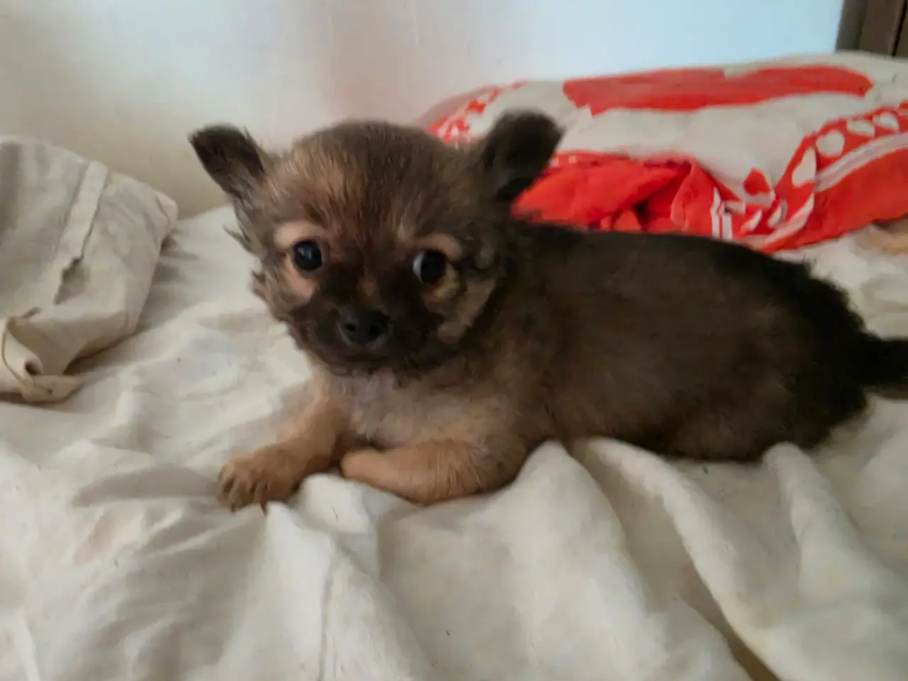 Billede 2 - Langhåret Chihuahua hvalp