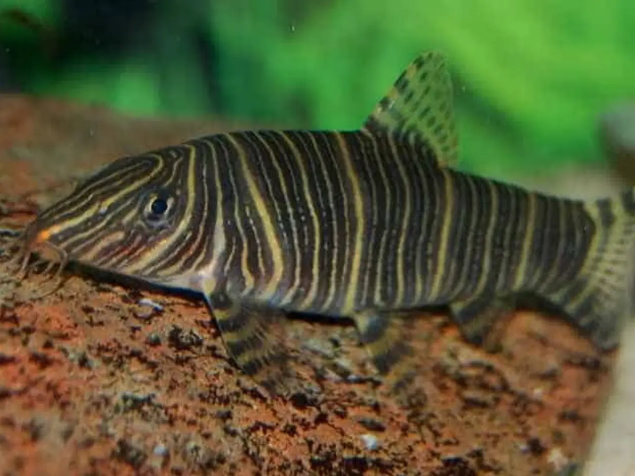 Billede 2 - Pragtsmerlinger, Zebra smerling (Botia striata), k