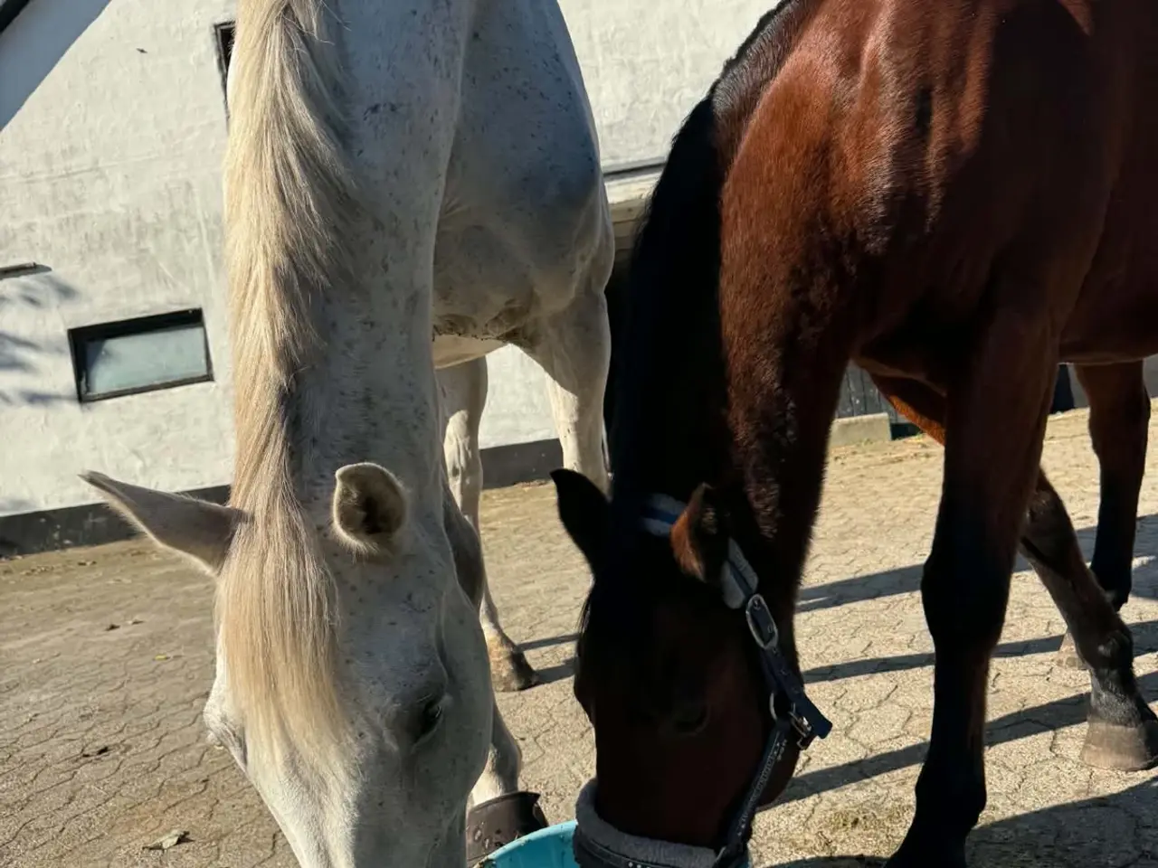Billede 1 - All round kat 2 pony