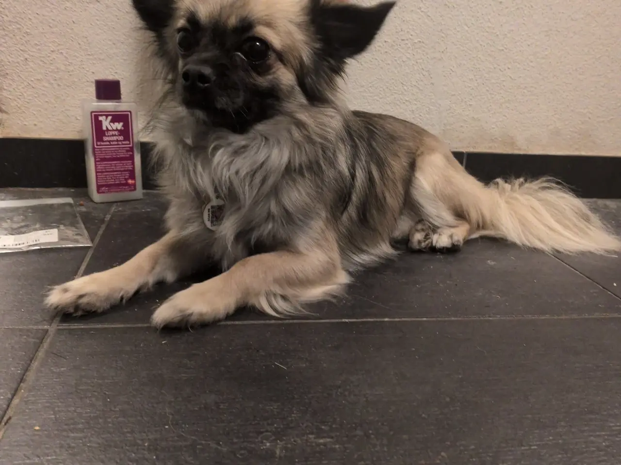 Billede 5 - Ren han langhåret chihuahua uden stambog