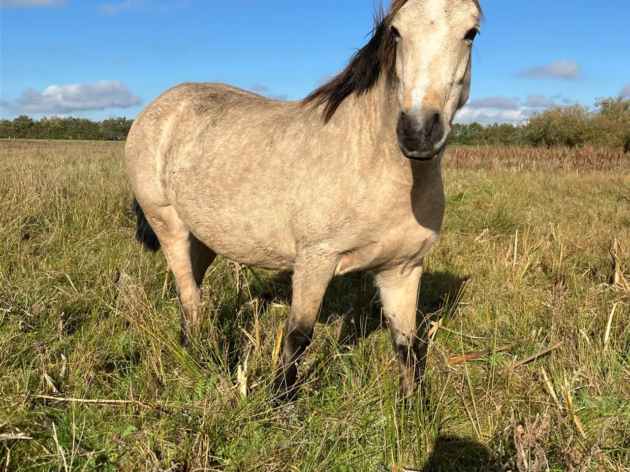 Billede 1 - Sød ponyhoppe, 6 år