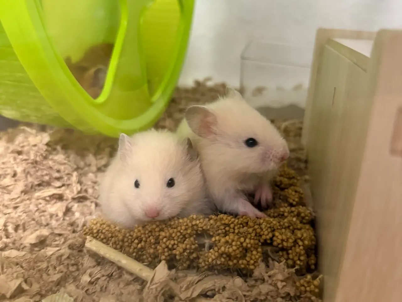 Billede 4 - Guldhamster unger