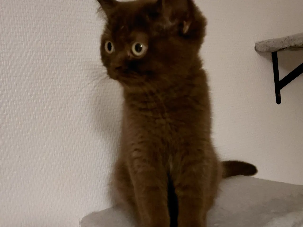 Billede 4 - Chokolade British shorthair med Stamtavle 