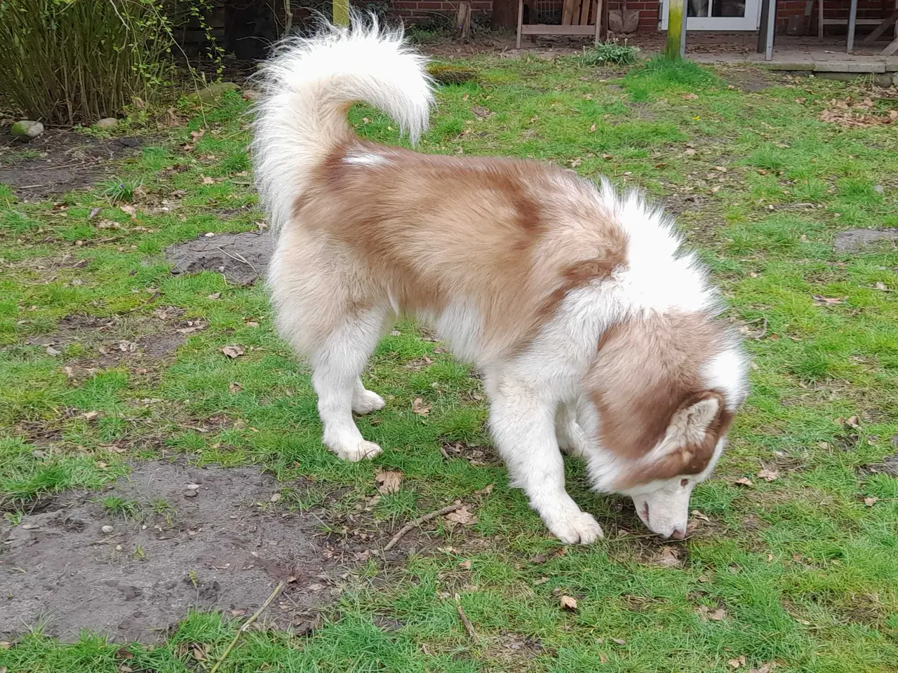 Billede 4 - Siberian husky til parring