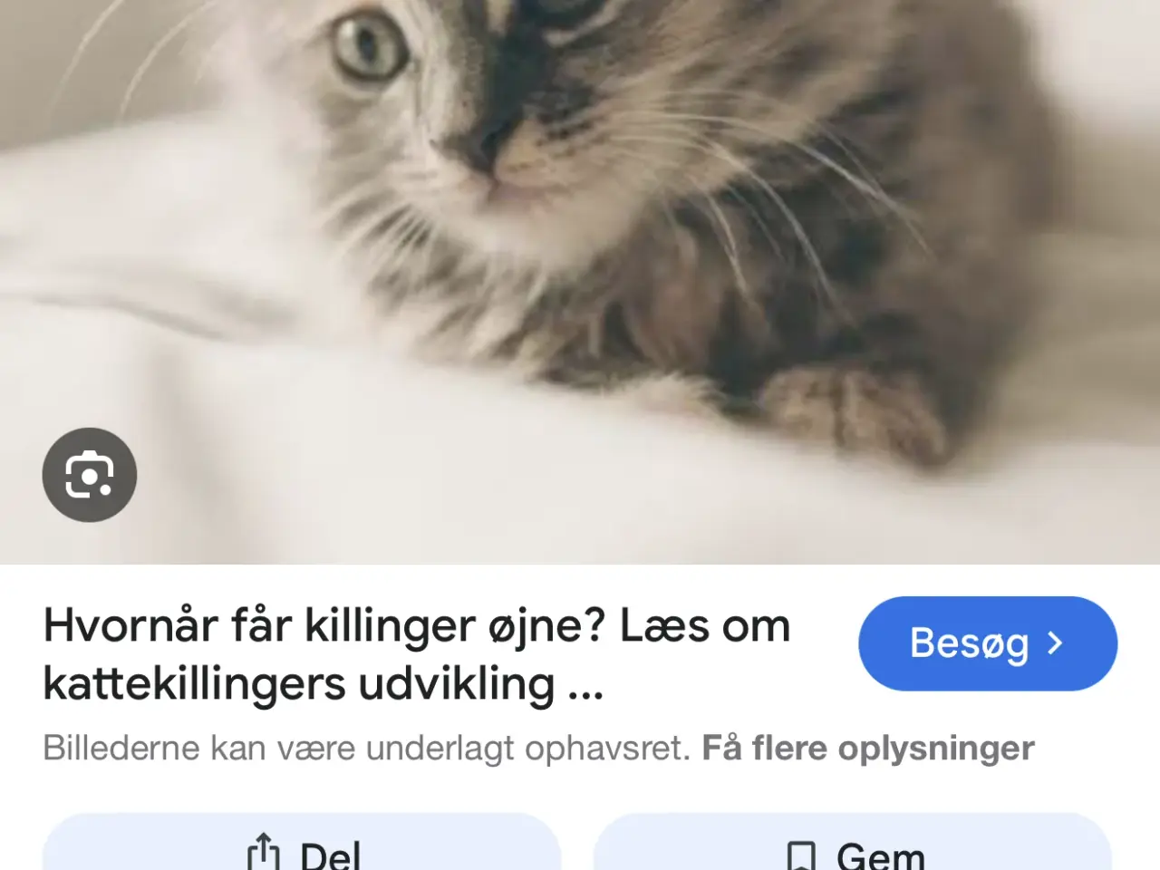 Billede 1 - Søger en kattekilling