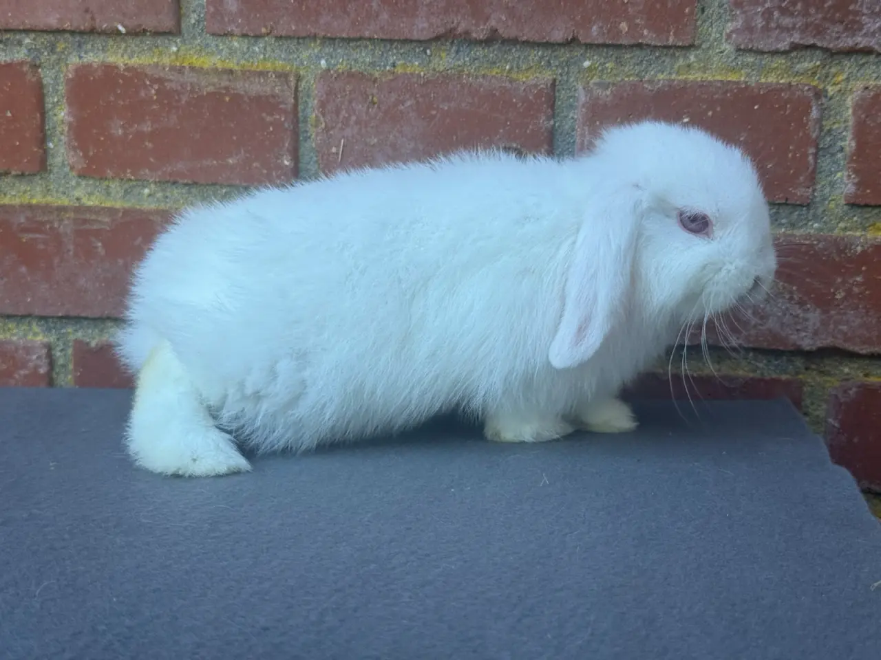 Billede 6 - Mini lop hun kanin