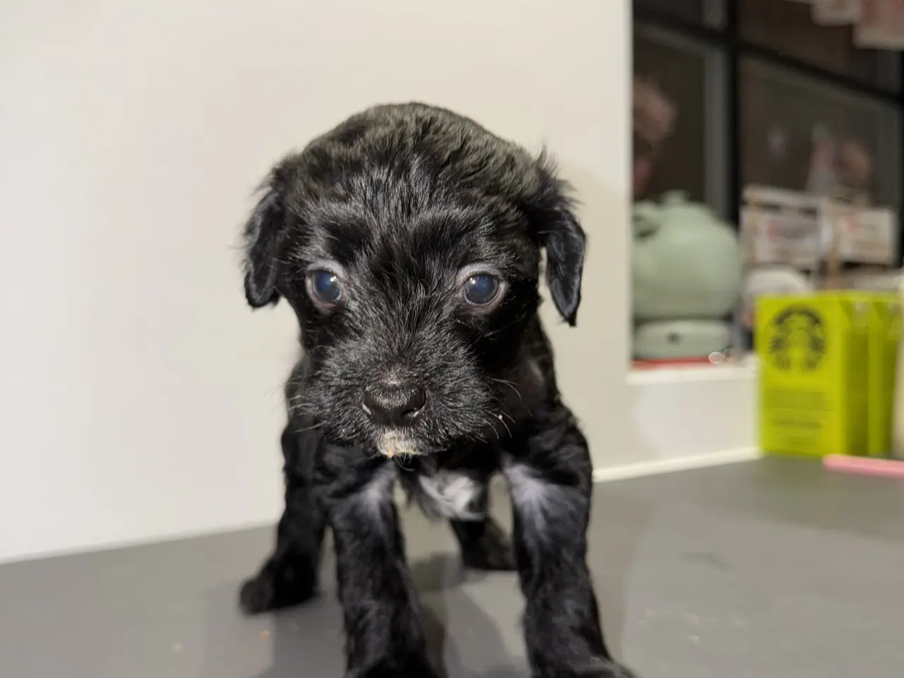 Billede 10 - Chinese crested/Kinesisk hårløs, allergivenlige