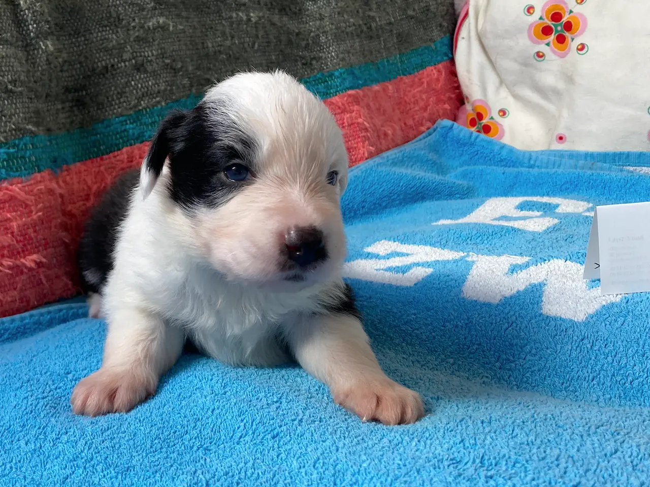 Billede 2 - Border Collie hvalpe