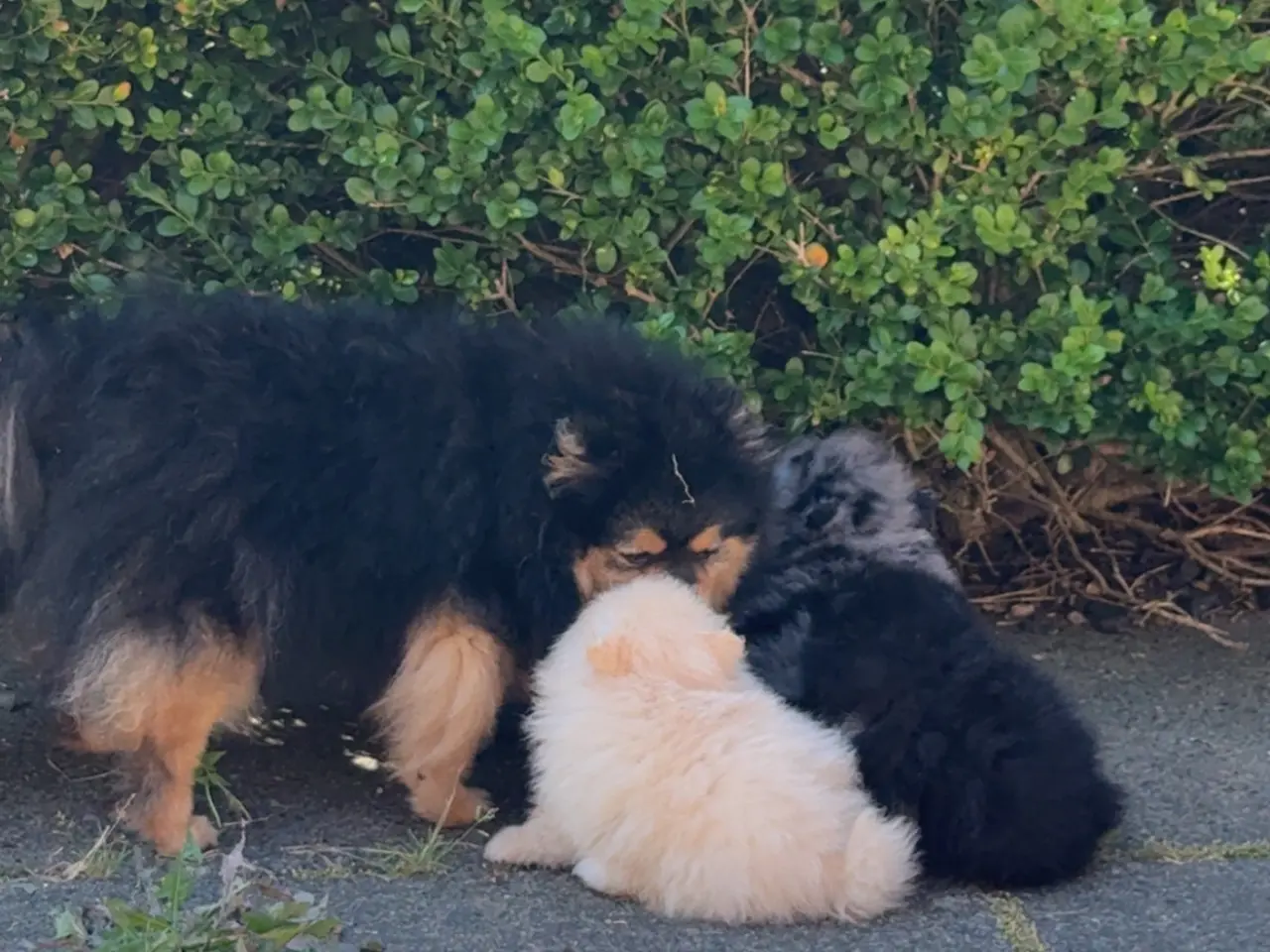 Billede 4 - Pomeranian