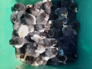 Sort Australorps