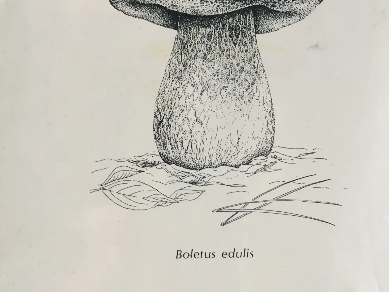Billede 3 - MUSHROOMS FOR COLOR - © Miriam Rice 1980