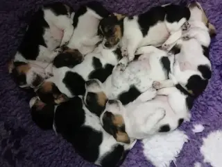 Bassethound hvalpe