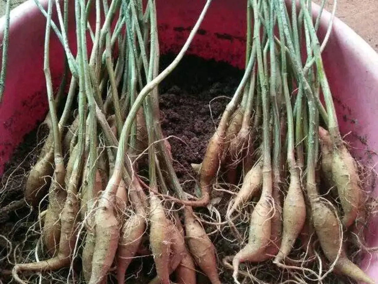 Billede 10 - 4-6 stk. Baobab-plante til salg (Bonsai)