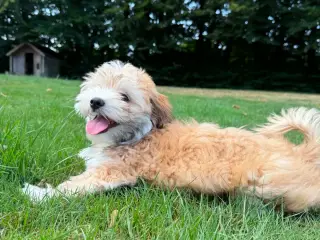 Bichon havanais / malteser pige søger nyt hjem