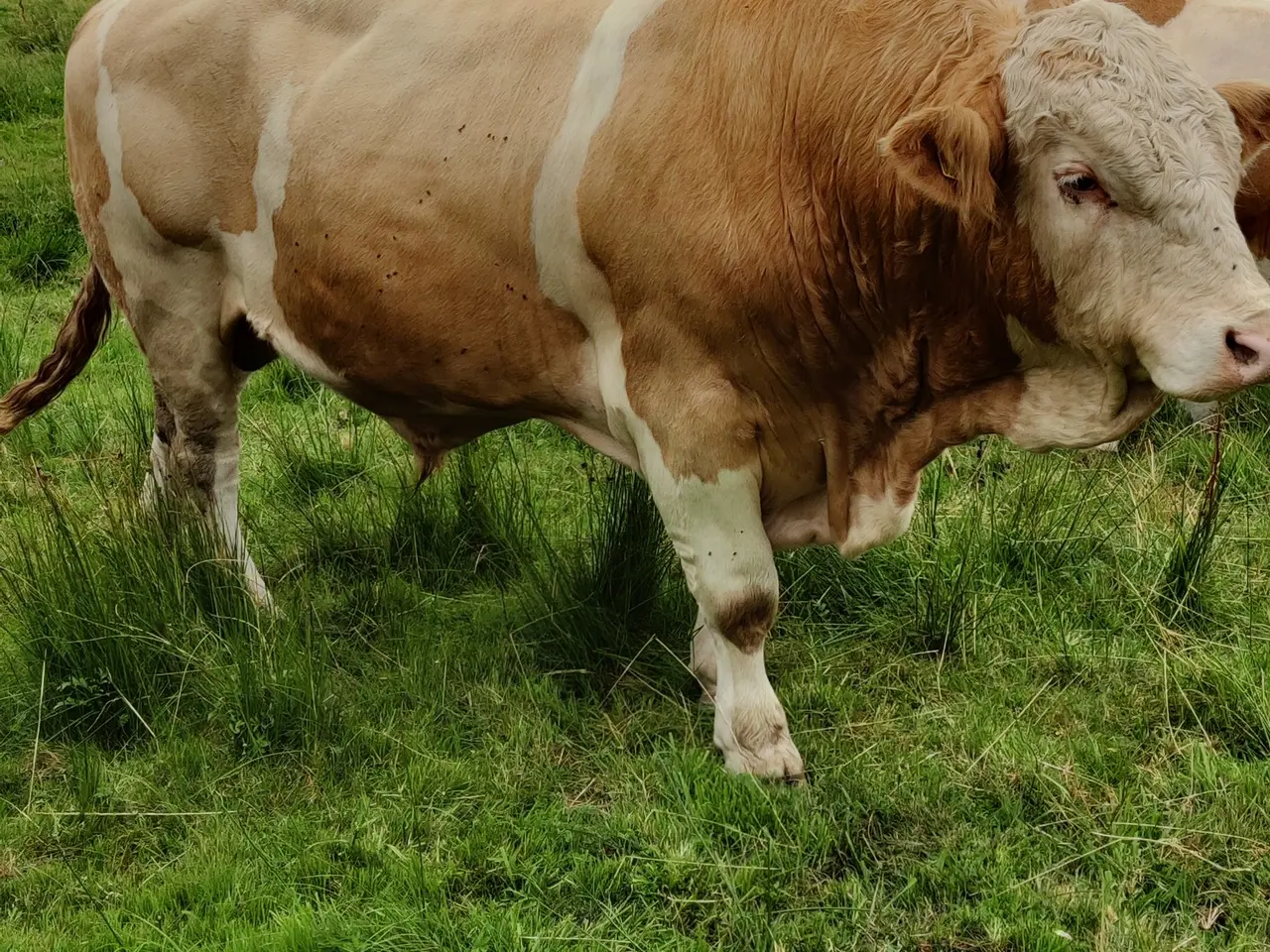 Billede 3 - Simmental tyr sælges