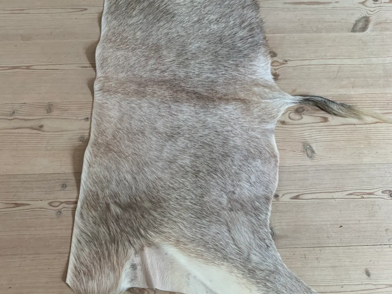 Billede 2 - Hvid Blesbuck bagskind