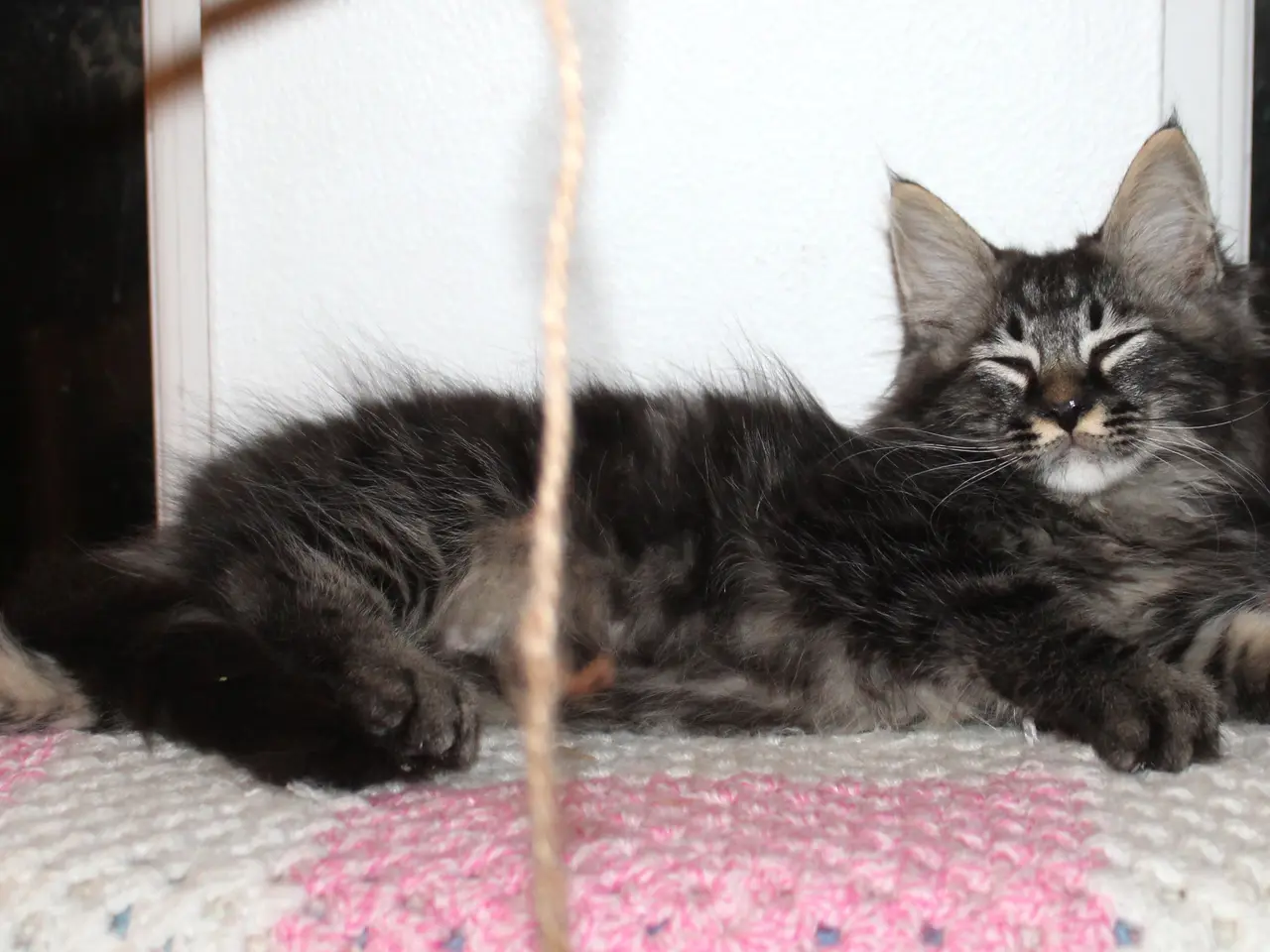 Billede 9 - 🤎 En rigtig kælepot med store poter 🌿 Maine Coon