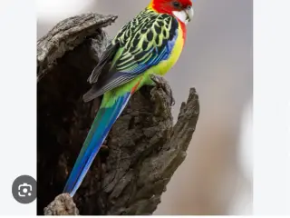 Gulrygget rosella 