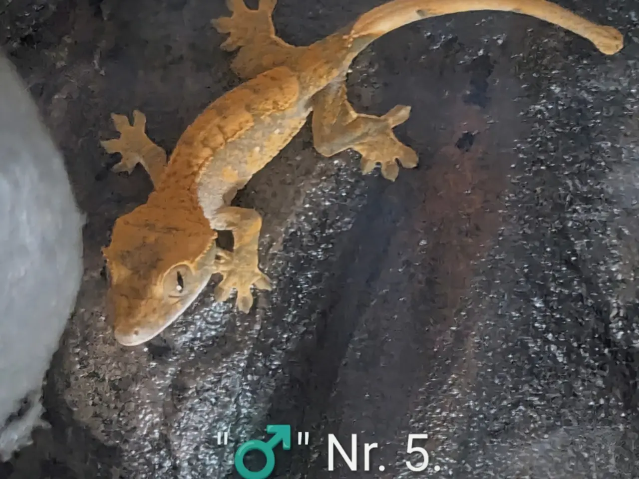 Billede 16 - 3 Kronegekko babyer sælges
