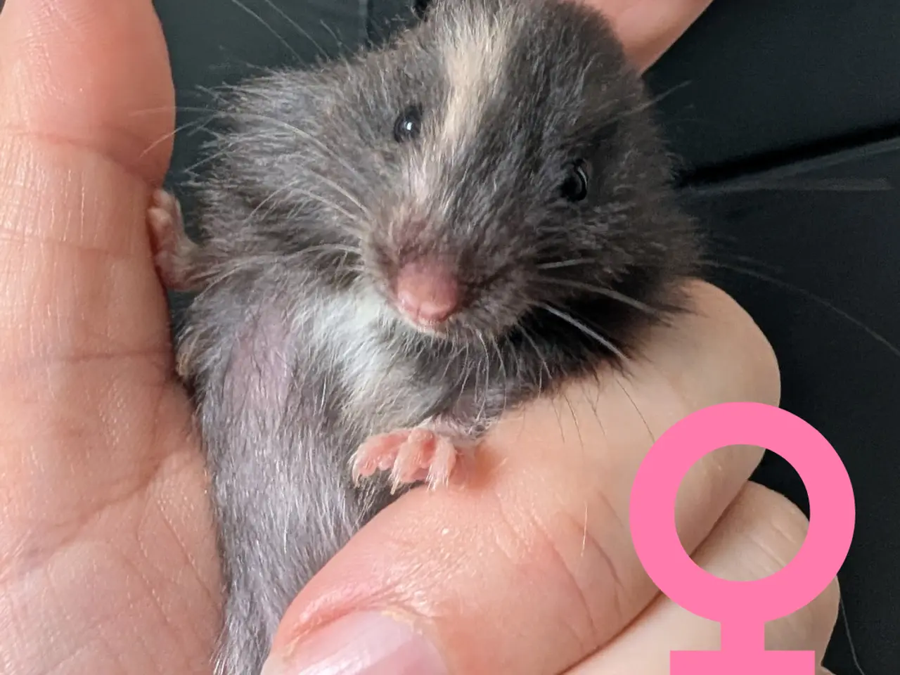 Billede 5 - Søde hamsterunger (flerfarvede)