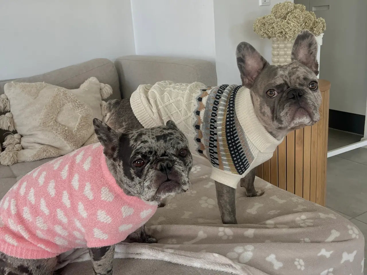 Billede 4 - Fransk Bulldog til parring🐾🩵