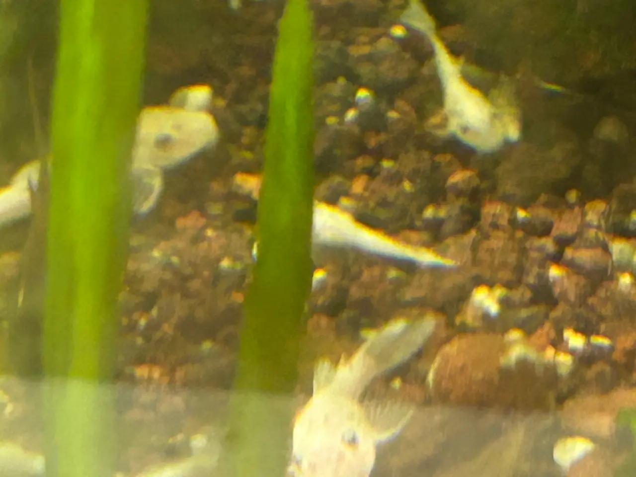 Billede 4 - ❄️🐟 Snow White Ancistrus – flotte hvide maller