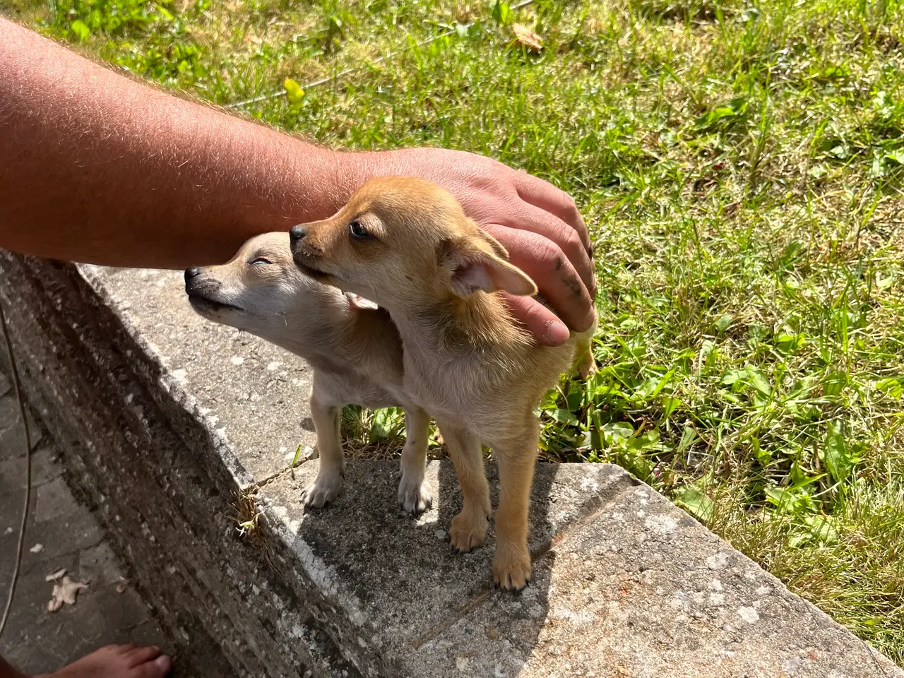 Billede 6 - Chihuahua-hvalpe