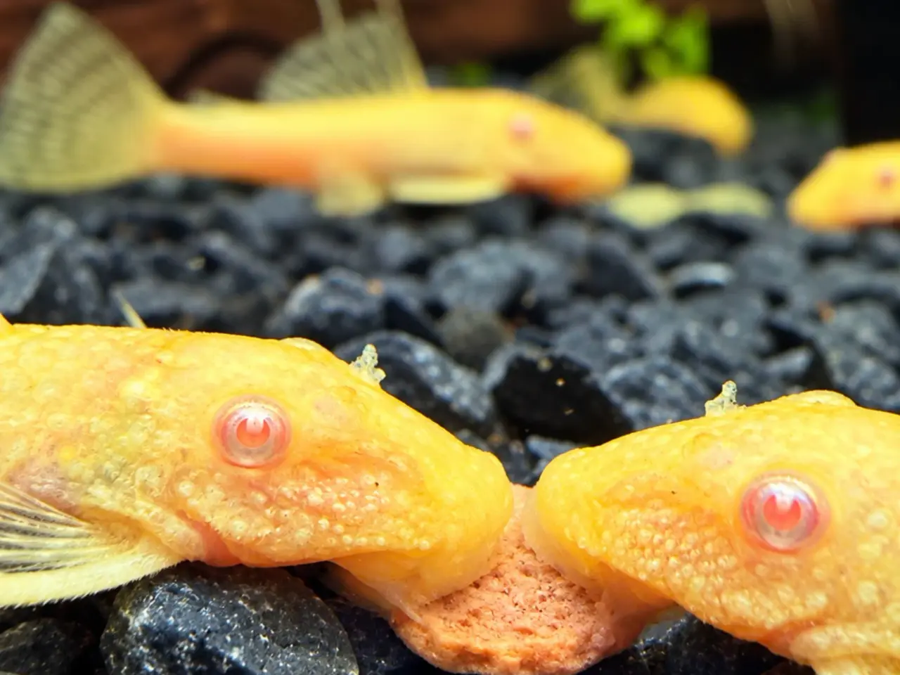 Billede 1 - Ancistrus Albino Kortfin