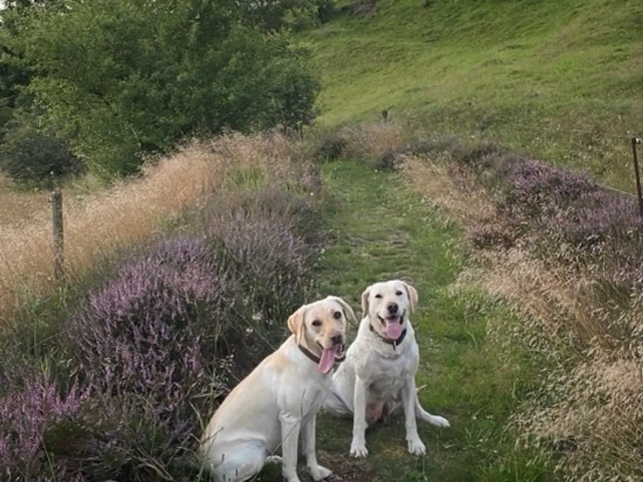 Billede 5 - Labradoodles