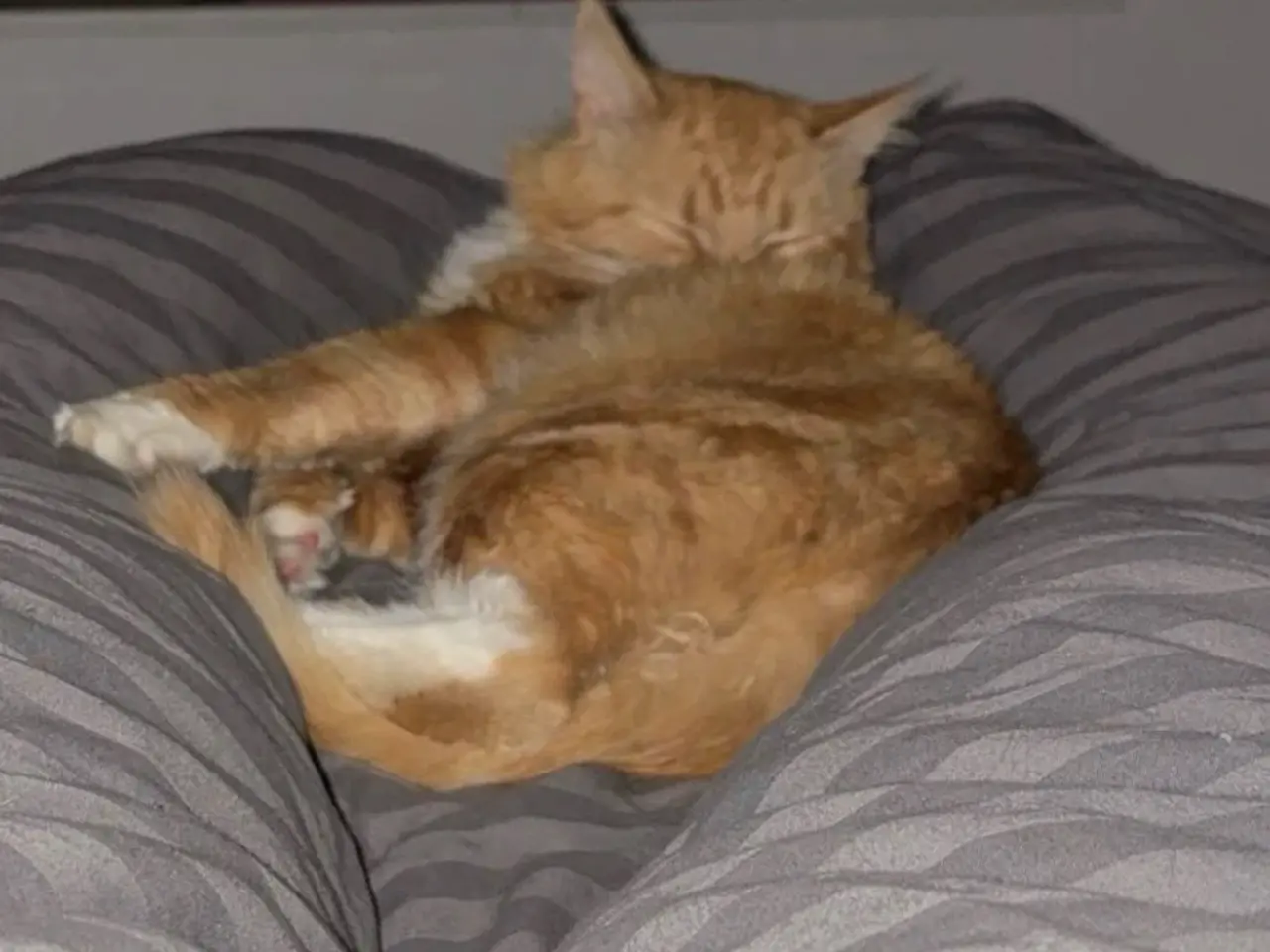 Billede 13 - Main coon blanding RESEVERET