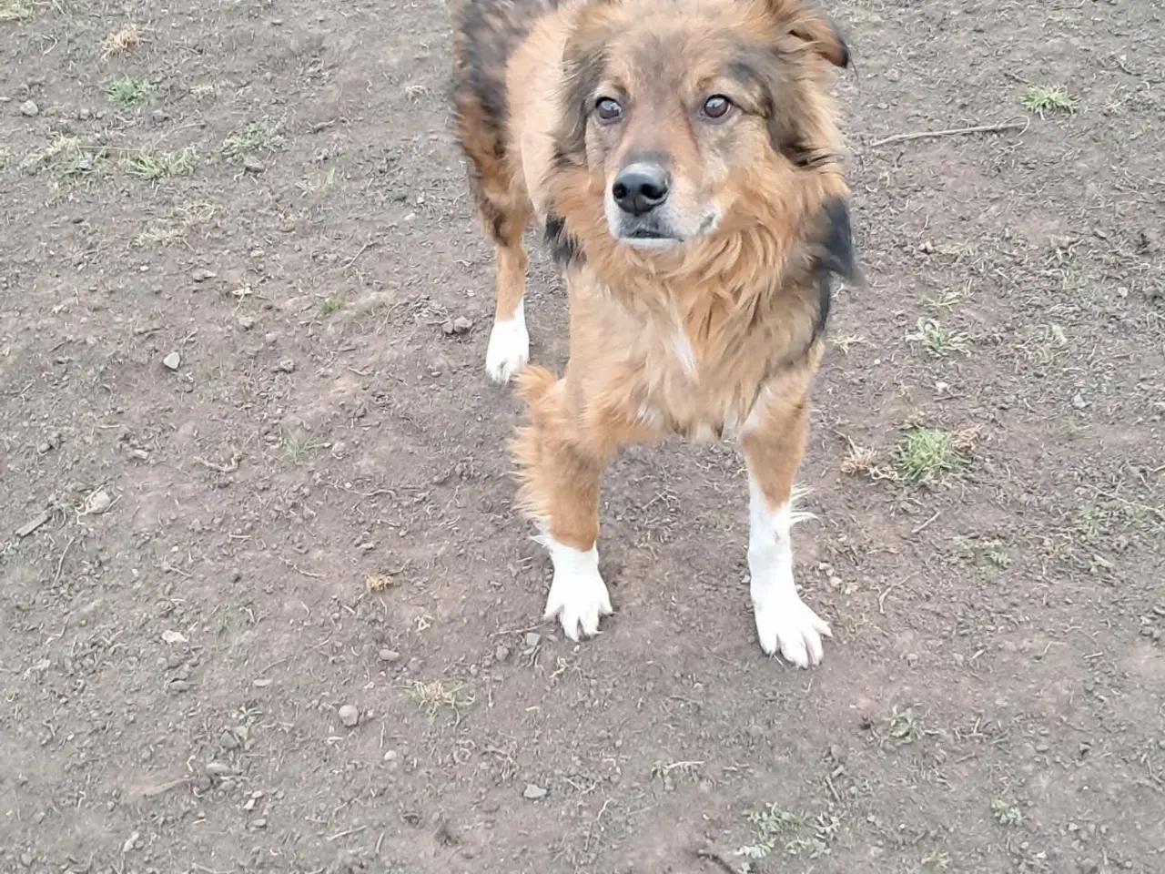 Billede 1 - Ukrainsk hund søger hjem