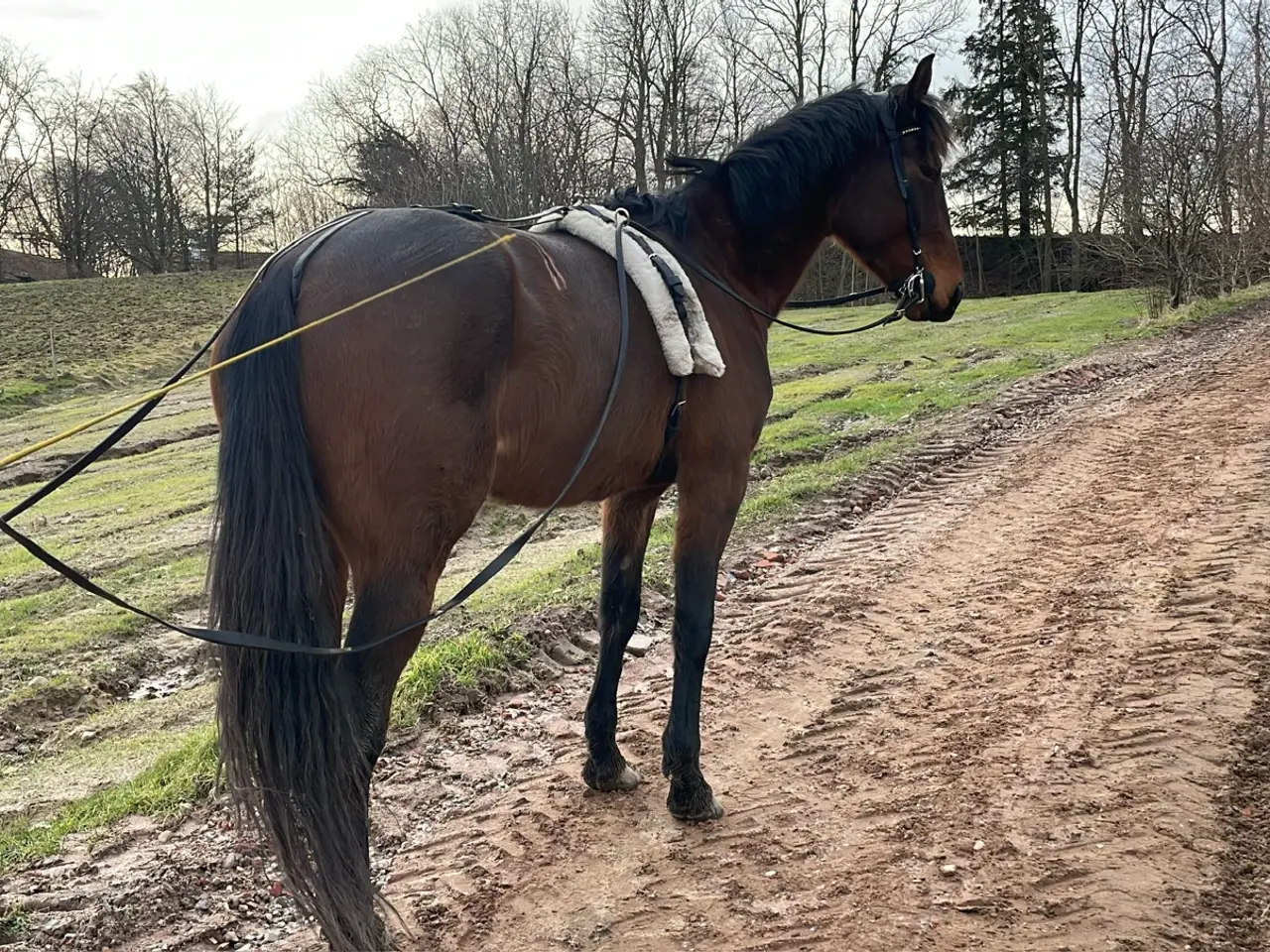 Billede 5 - Er du på udkig efter en flot og velbygget sulky me