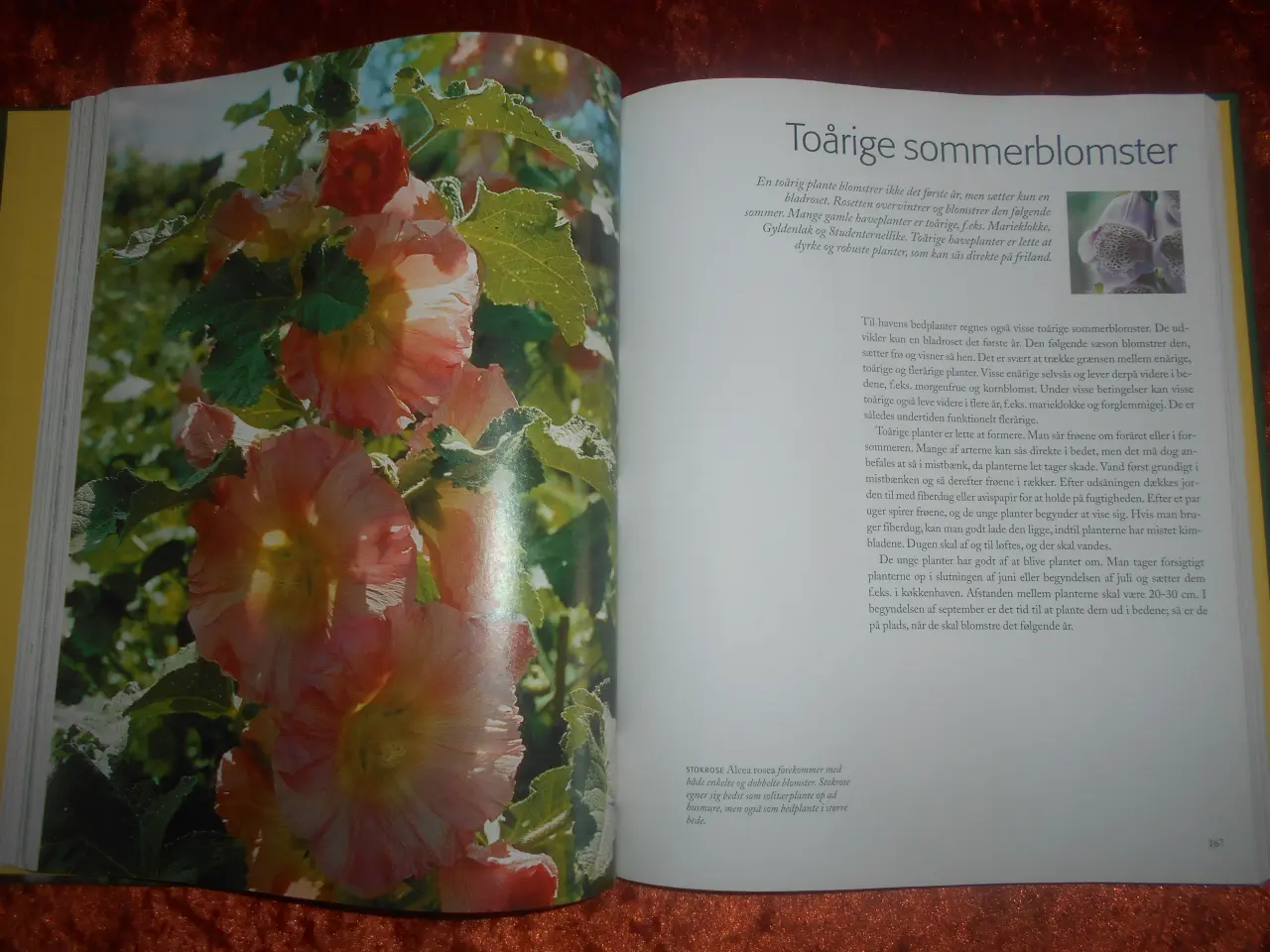 Billede 2 - Havens ABC, Lars-Eric Samuelsson, Ulf Schenkmanis