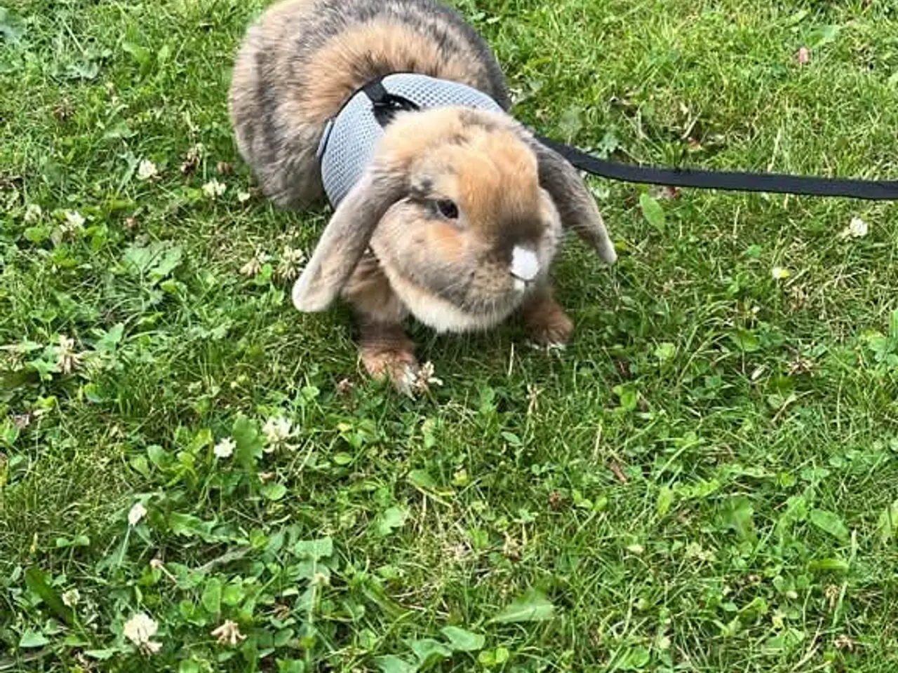 Billede 5 - 🐰 To søde og tamme dværgvæddere søger nyt hjem