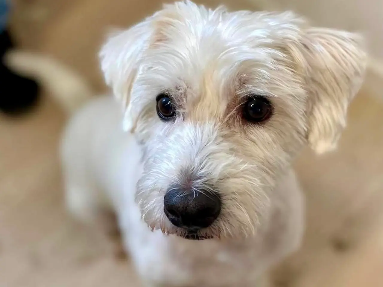 Billede 2 - Kastereret White Terrier og bomuldshund blanding