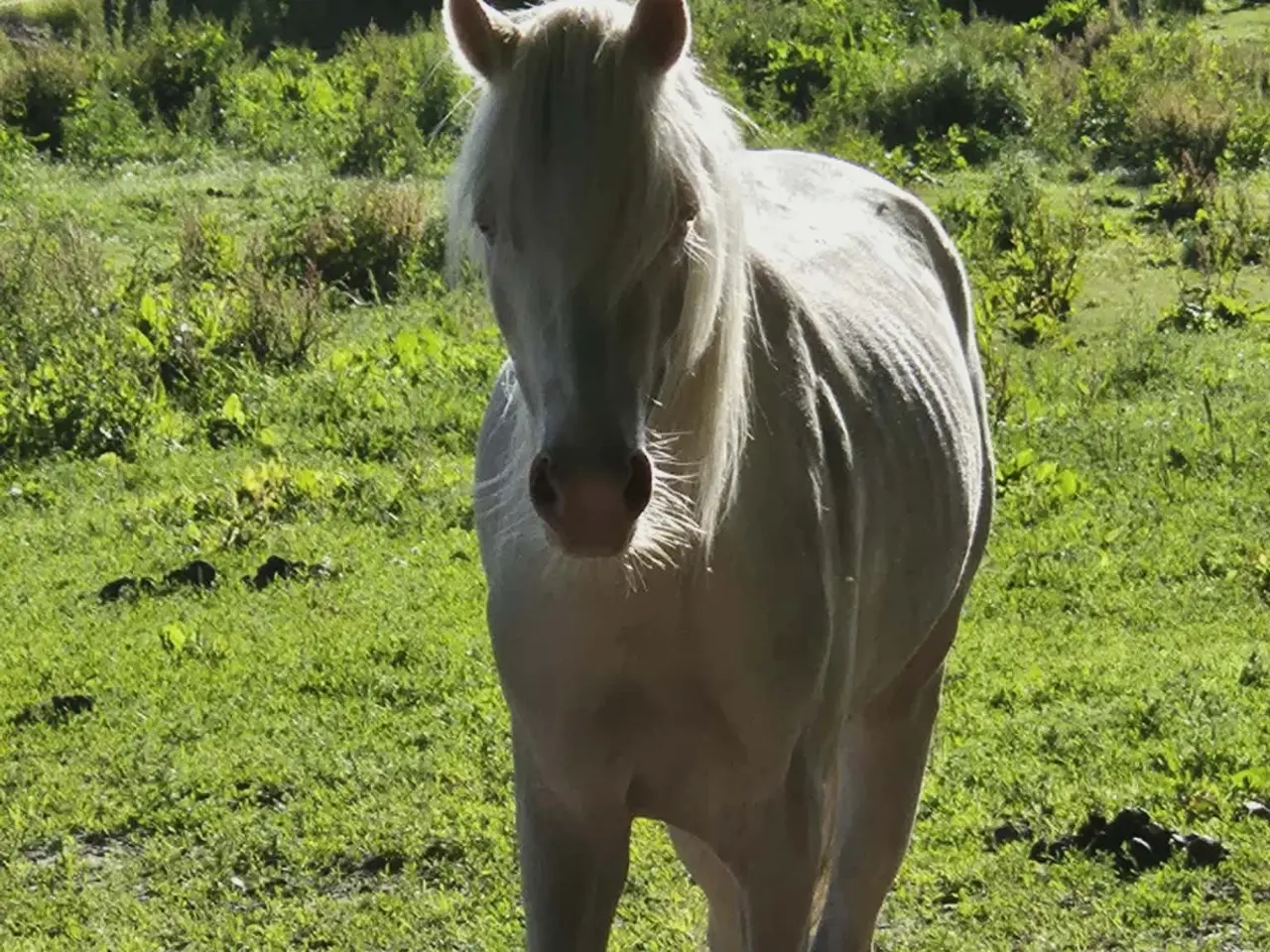 Billede 5 - 3 års welsh hingst