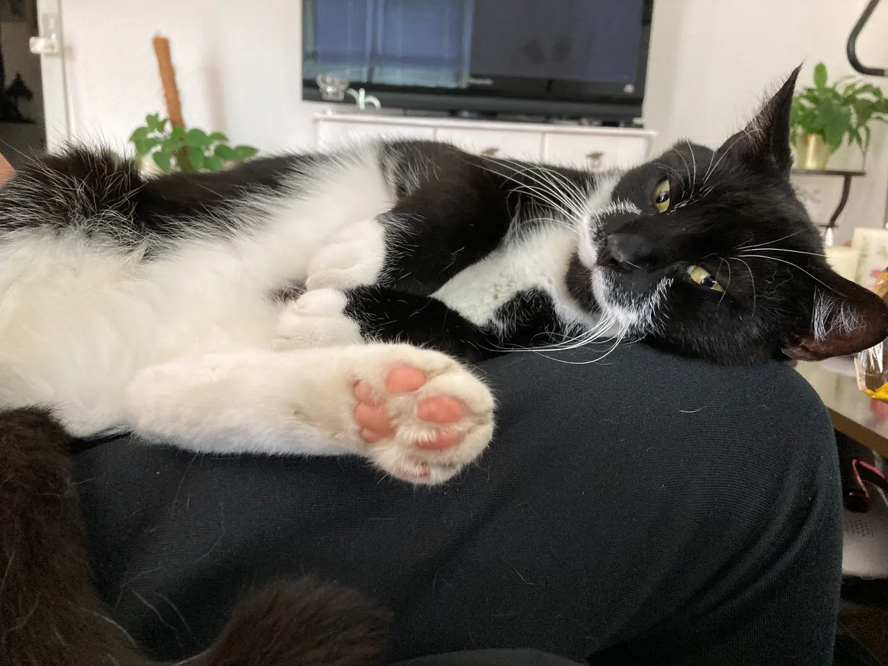 Billede 10 - Søde katte 