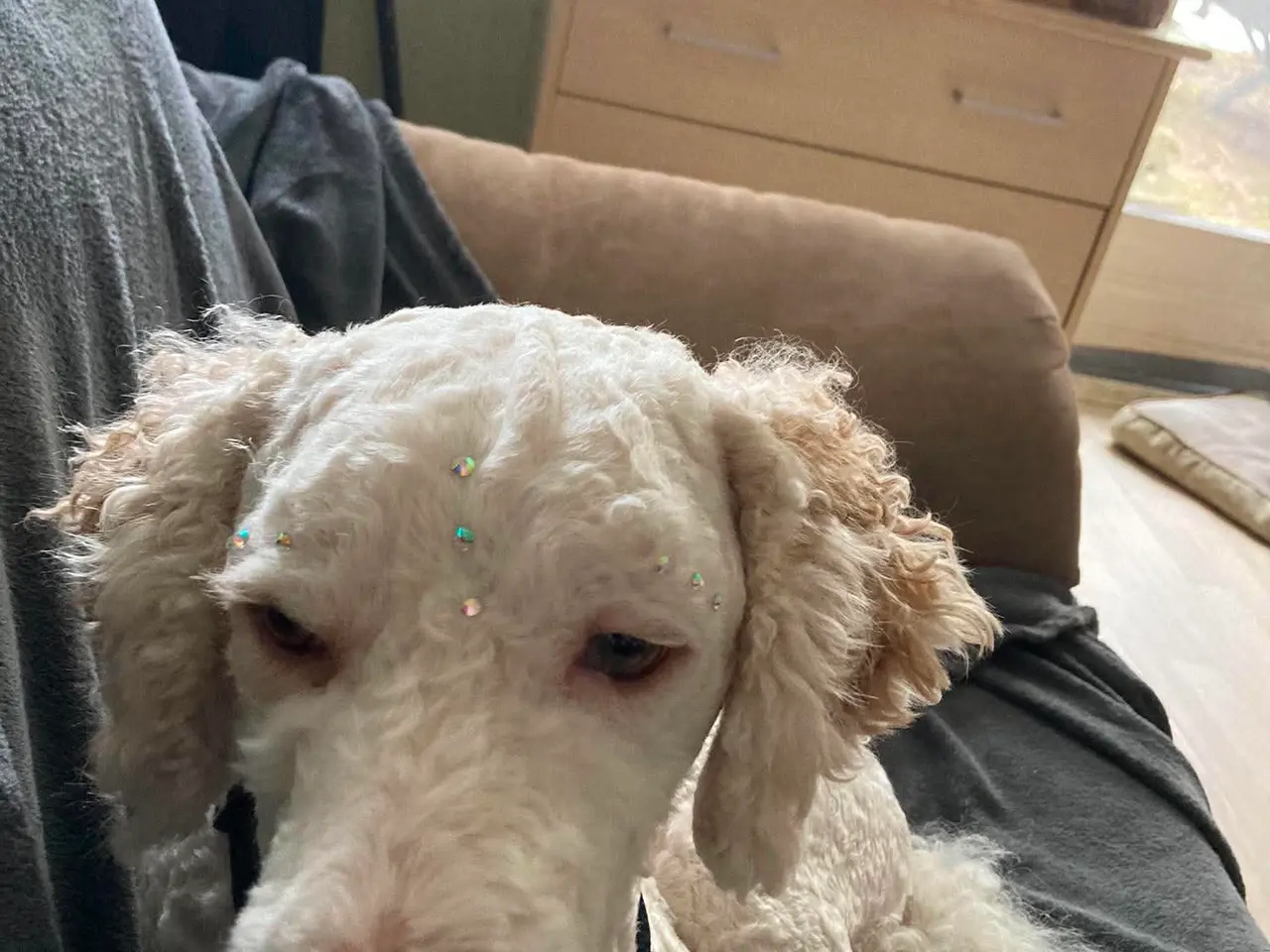 Billede 5 - Lagotto Romaonolo