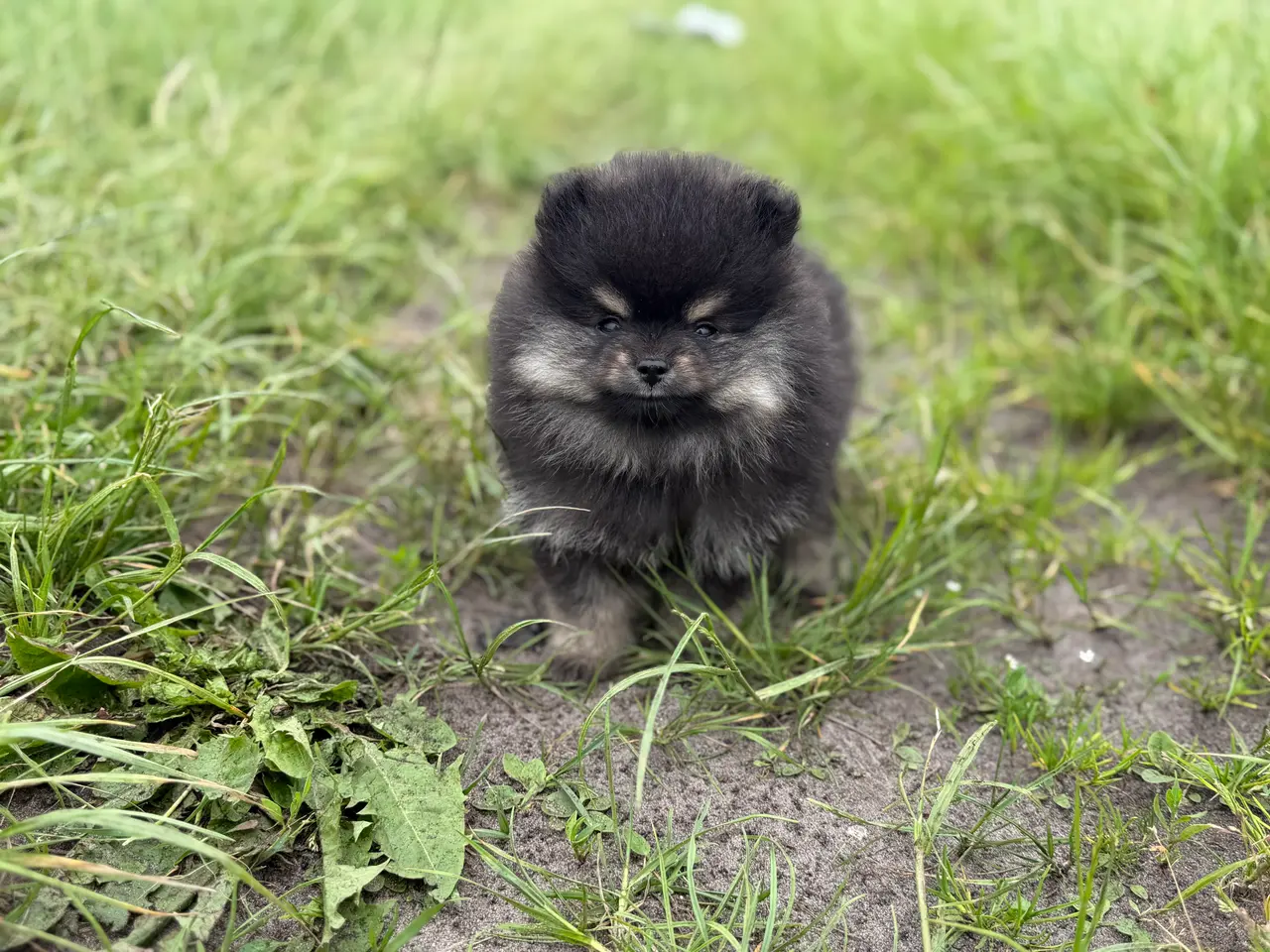Billede 9 - Skønneste lille Pomeranian han