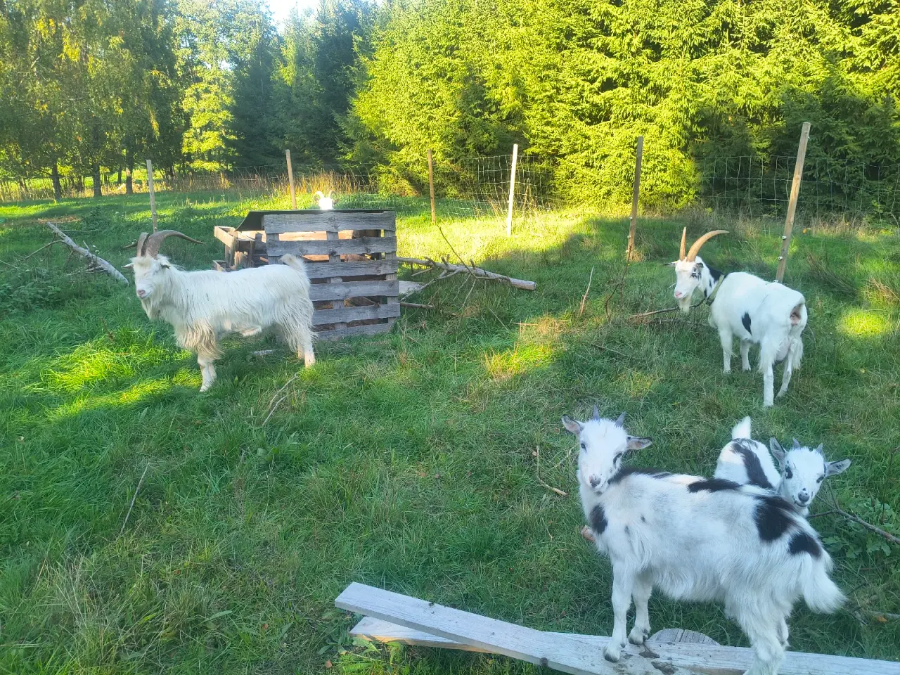 Billede 2 - Dansk landrace flok